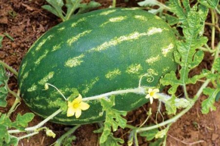 'Orangeglo' Watermelon Image